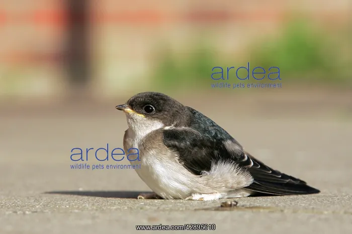 : Common House Martin - juvenile : Common House Martin - juvenile