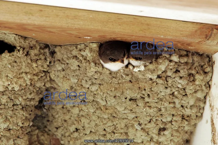 : Common House Martin - two at nest : Common House Martin - two at nest
