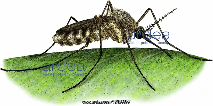 : Common House Mosquito : Common House Mosquito