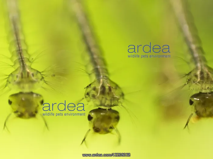 : Common house mosquito - northern house mosquito : Common house mosquito - northern house mosquito