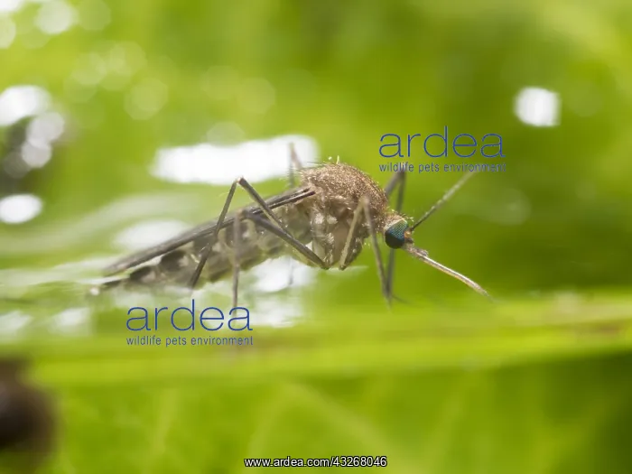 : Common house mosquito - northern house mosquito : Common house mosquito - northern house mosquito