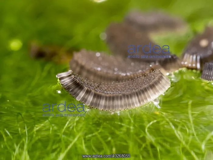 : Common house mosquito - northern house mosquito : Common house mosquito - northern house mosquito
