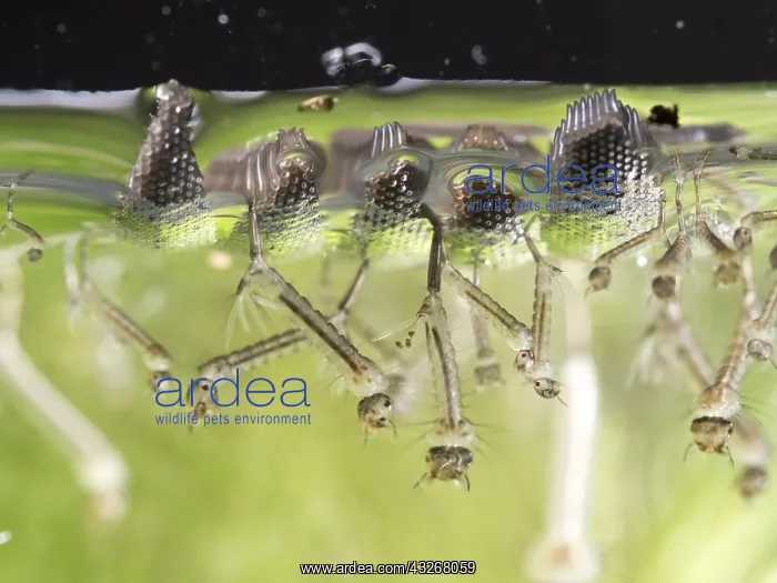 : Common house mosquito - northern house mosquito : Common house mosquito - northern house mosquito