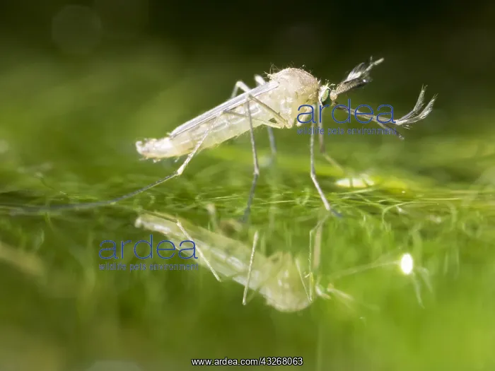 : Common house mosquito - northern house mosquito : Common house mosquito - northern house mosquito