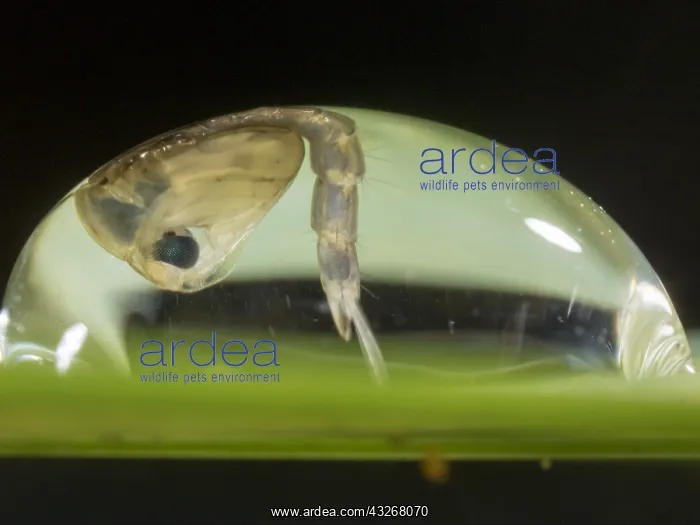 : Common house mosquito - northern house mosquito : Common house mosquito - northern house mosquito