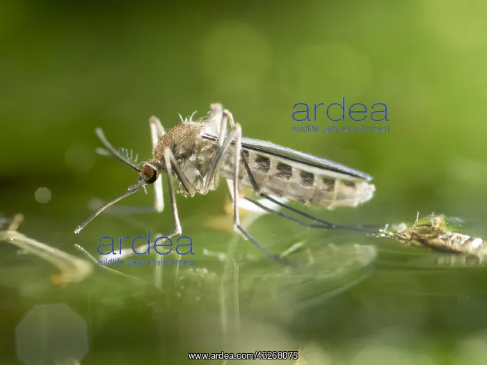 : Common house mosquito - northern house mosquito : Common house mosquito - northern house mosquito