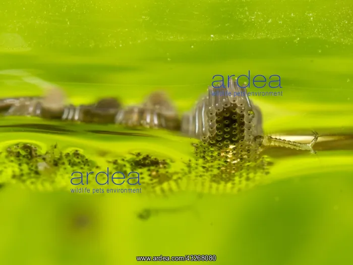 : Common house mosquito - northern house mosquito : Common house mosquito - northern house mosquito