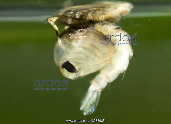  : Common house mosquito - northern house mosquito