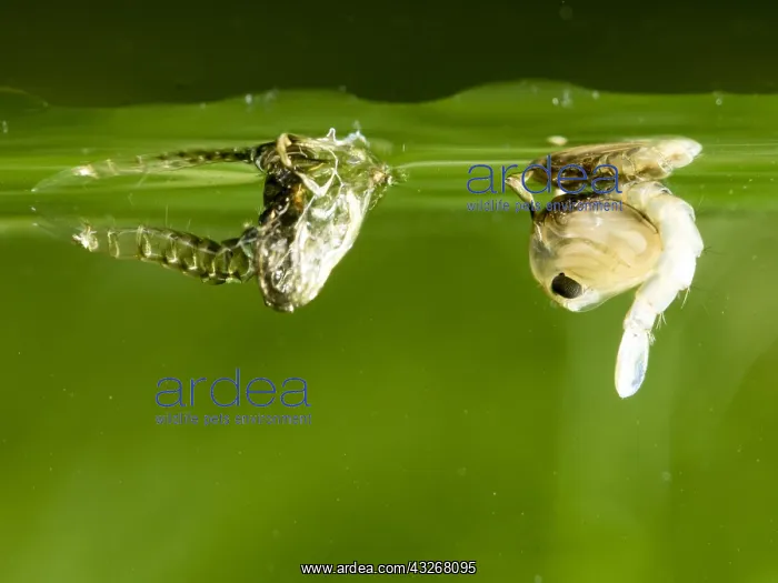 : Common house mosquito - northern house mosquito : Common house mosquito - northern house mosquito
