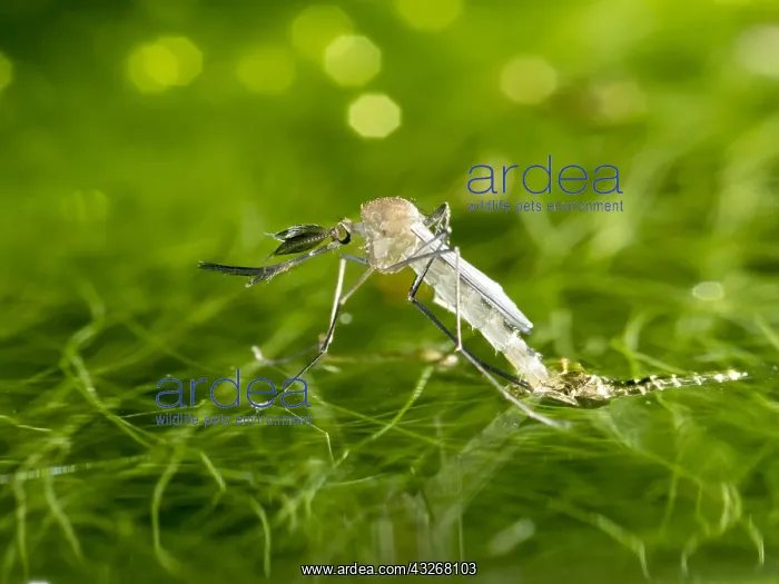 : Common house mosquito - northern house mosquito : Common house mosquito - northern house mosquito