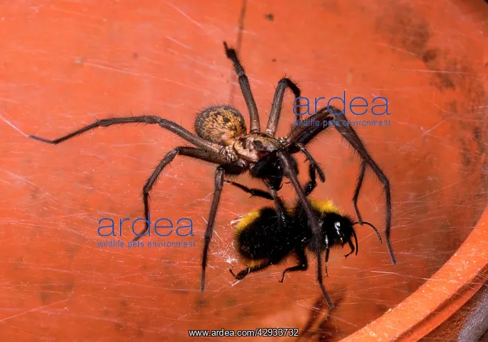  : Common House Spider - Catching and biting bumble bee prey