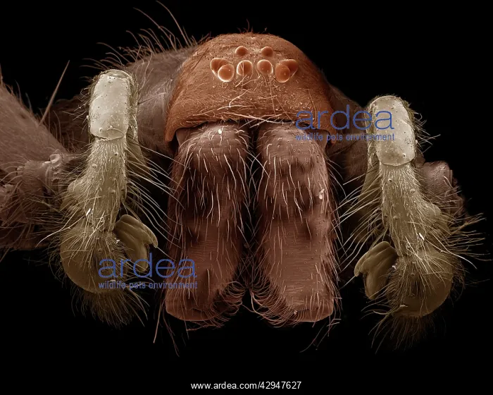 : Common House Spider - male : Common House Spider - male