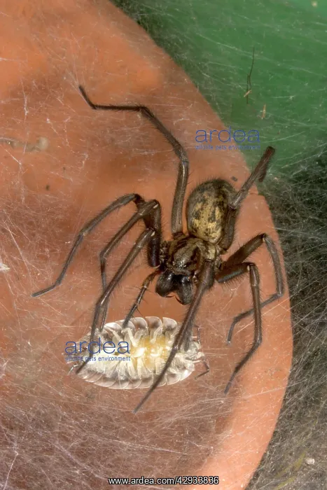 : Common House Spider - On sheet web, catching woodlouse prey : Common House Spider - On sheet web, catching woodlouse prey
