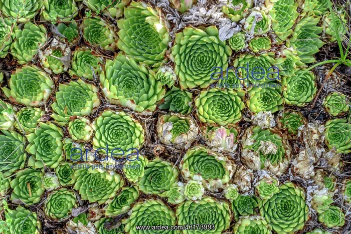 : Common houseleek (Sempervivum tectorum), Hautes-Alpes : Common houseleek (Sempervivum tectorum), Hautes-Alpes