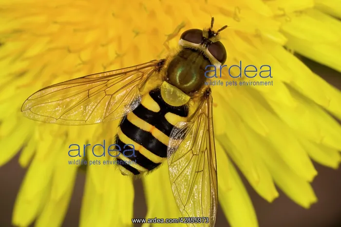 : Common Hoverfly - on dandelion flower : Common Hoverfly - on dandelion flower
