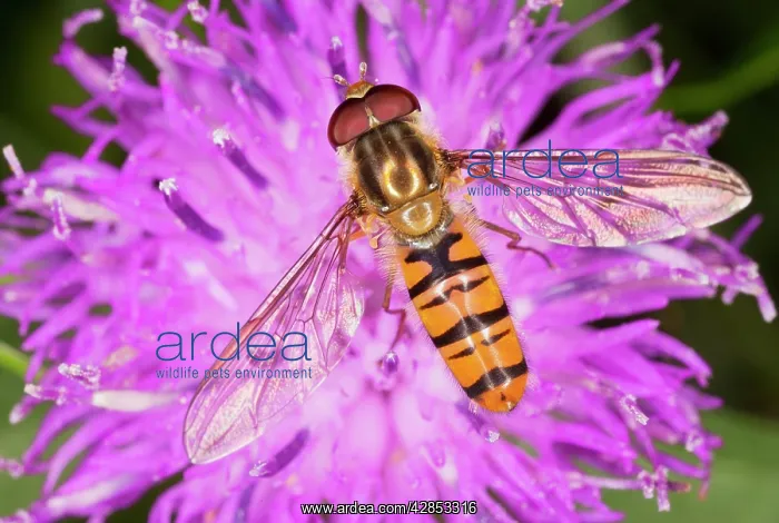 : Common Hoverfly - on knapweed flower : Common Hoverfly - on knapweed flower