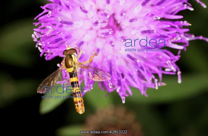 : Common Hoverfly - male on knapweed flower : Common Hoverfly - male on knapweed flower