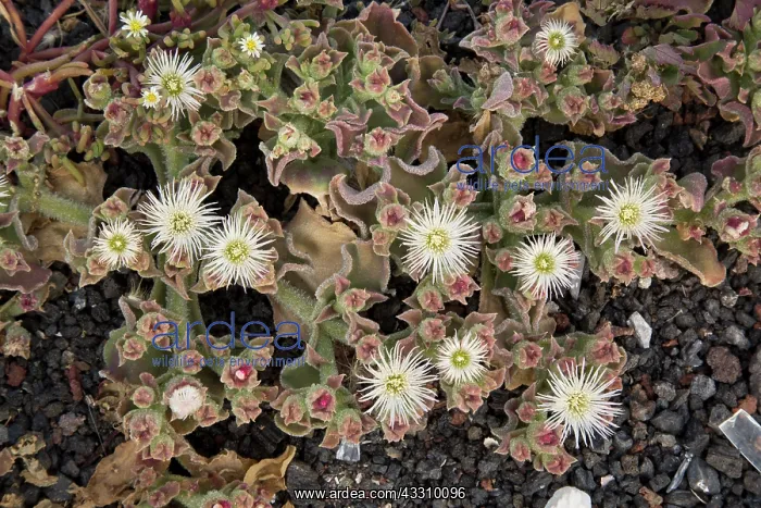 : Common Ice-plant - in flower in saline area : Common Ice-plant - in flower in saline area