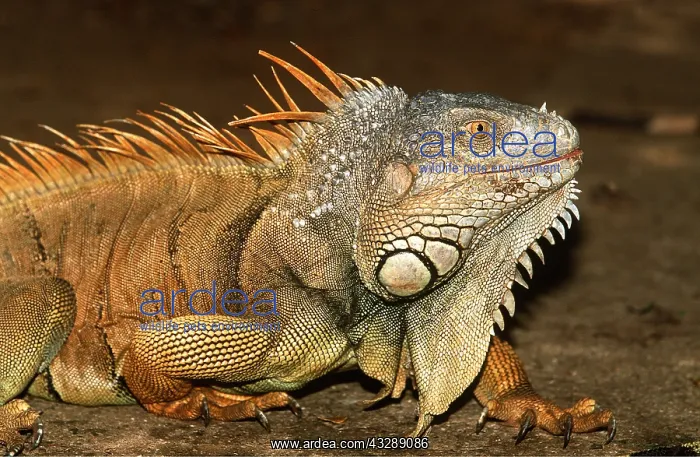 : COMMON IGAUNA - FRONT PROFILE : COMMON IGAUNA - FRONT PROFILE