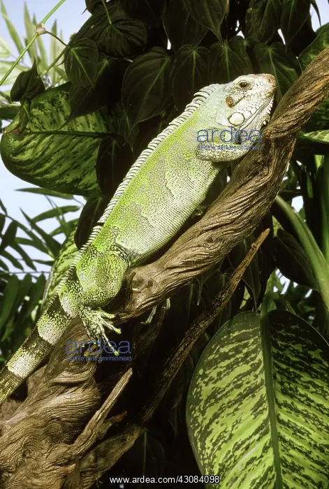 : Common Iguana : Common Iguana