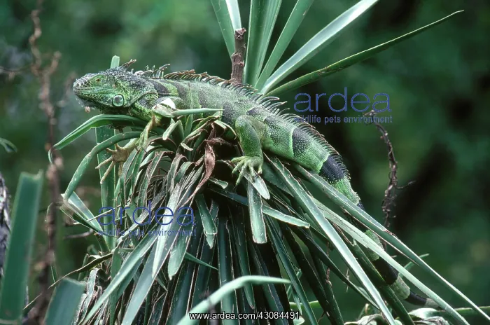 : Common Iguana : Common Iguana