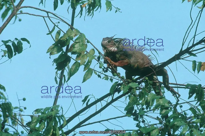  : Common Iguana