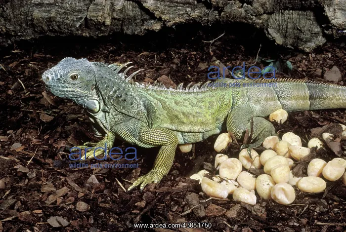 : Common Iguana with Eggs : Common Iguana with Eggs