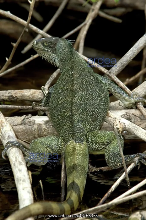 : Common Iguana, Pantanal, Brazil : Common Iguana, Pantanal, Brazil