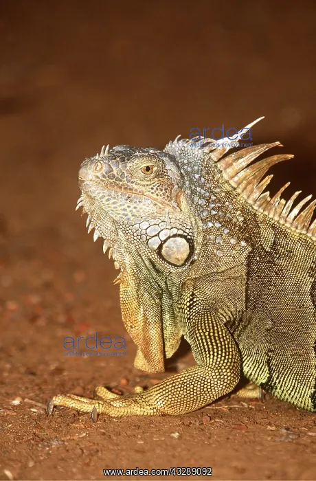 : COMMON IGUANA - FRONT PROFILE : COMMON IGUANA - FRONT PROFILE