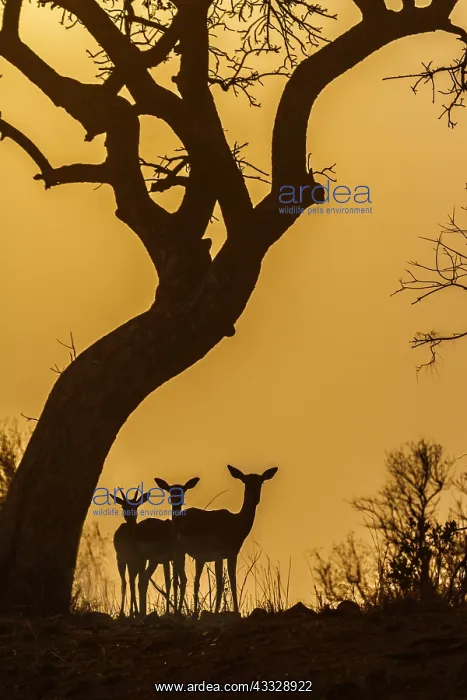 : Common Impala (Aepyceros melampus) in Kruger National : Common Impala (Aepyceros melampus) in Kruger National