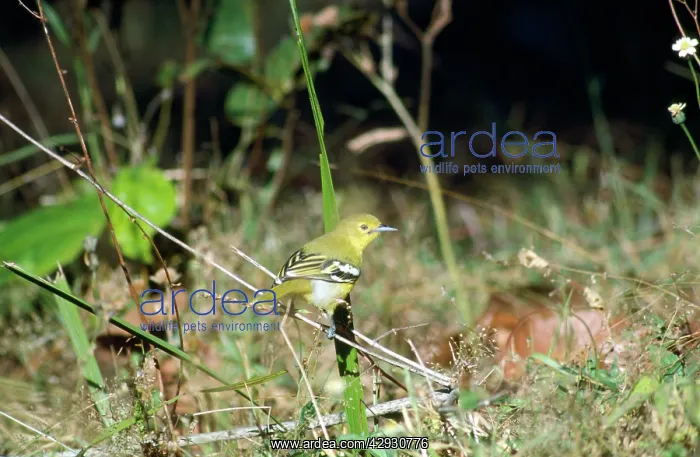 : Common Iora - perched on stem : Common Iora - perched on stem