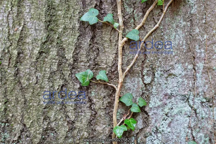 : Common Ivy : Common Ivy