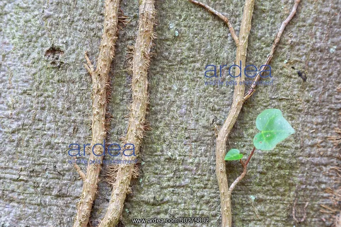 : Common Ivy : Common Ivy