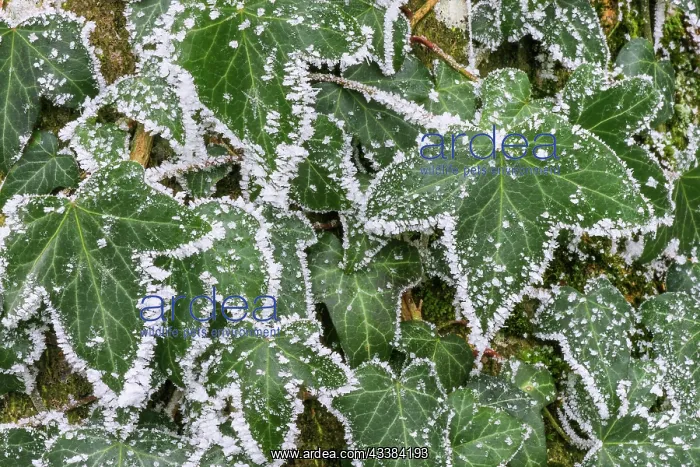 : Common ivy covered with hoarfrost, on a tree trunk in the fo : Common ivy covered with hoarfrost, on a tree trunk in the fo