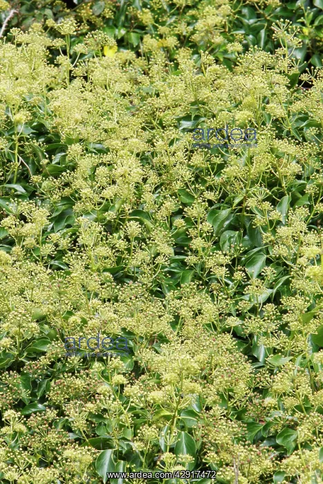: Common Ivy - plant in flower : Common Ivy - plant in flower