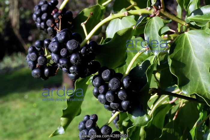 : Common ivy - showing fruit : Common ivy - showing fruit