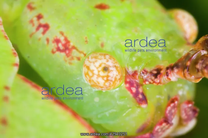 : Common Javanese Leaf Insect - Close up view of : Common Javanese Leaf Insect - Close up view of