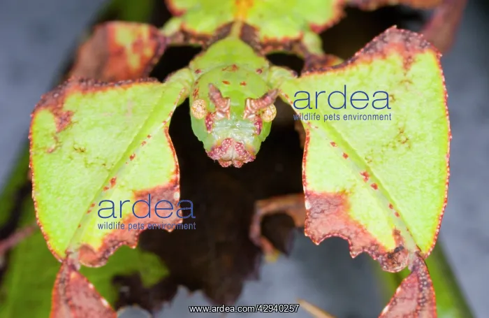 : Common Javanese Leaf Insect - 'FaceI view : Common Javanese Leaf Insect - 'FaceI view