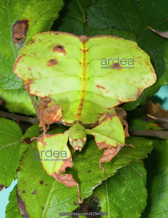 : Common Javanese Leaf Insect - Superb camouflage : Common Javanese Leaf Insect - Superb camouflage