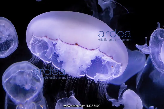: Common Jellyfish, Aurelia aurita, Moon Jellyfish : Common Jellyfish, Aurelia aurita, Moon Jellyfish