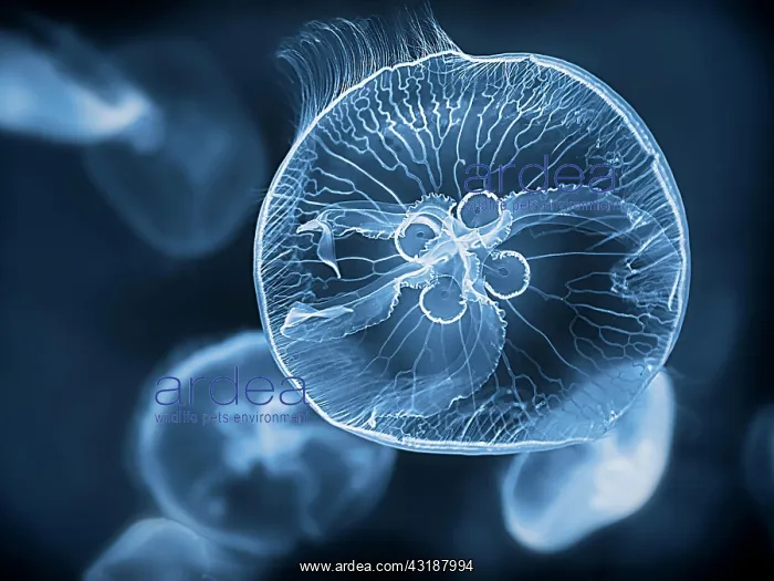 : Common jellyfish (Aurelia aurita) swimming in the : Common jellyfish (Aurelia aurita) swimming in the