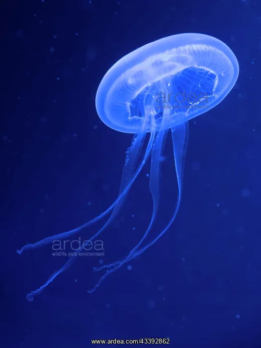 : Common jellyfishes (Aurelia aurita) : Common jellyfishes (Aurelia aurita)