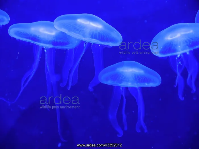 : Common jellyfishes (Aurelia aurita) : Common jellyfishes (Aurelia aurita)