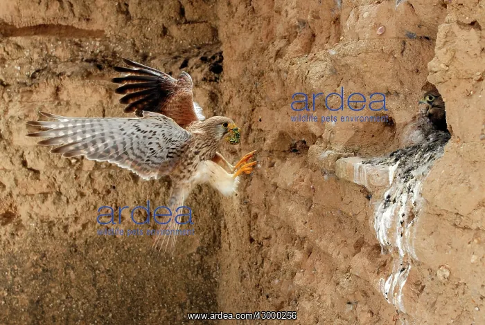 : Common Kestrel : Common Kestrel