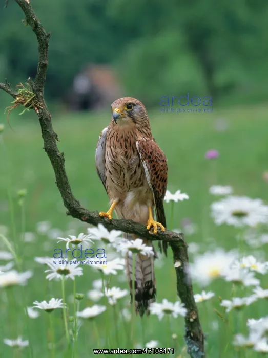 : Common Kestrel : Common Kestrel