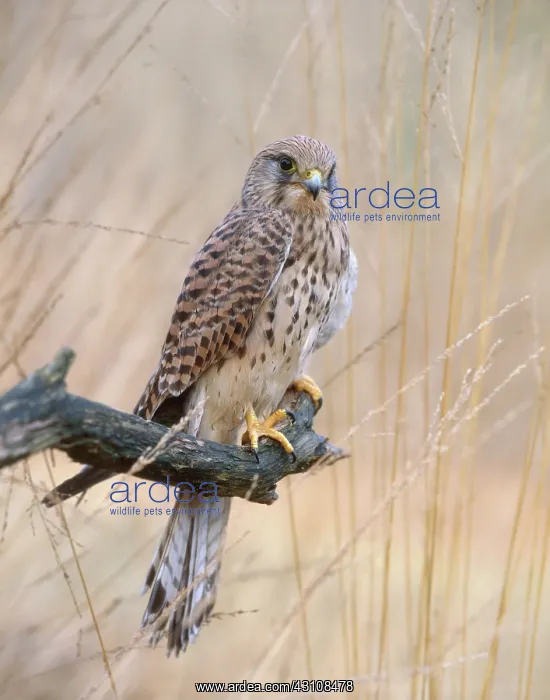 : Common Kestrel : Common Kestrel