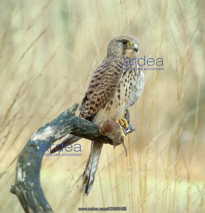 : Common Kestrel : Common Kestrel