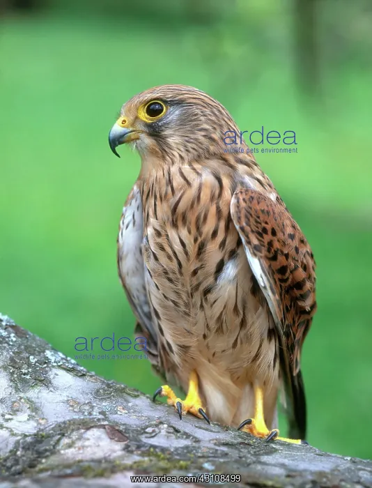 : Common Kestrel : Common Kestrel