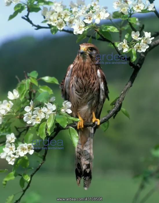 : Common Kestrel : Common Kestrel