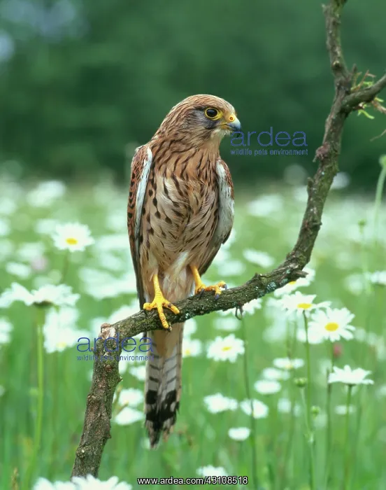 : Common Kestrel : Common Kestrel